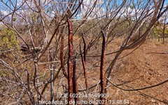 Senna spectabilis excelsa