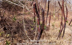 Senna spectabilis excelsa