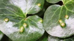 Puccinia asarina