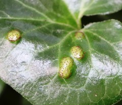 Puccinia asarina