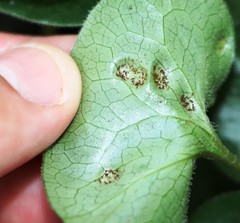 Puccinia asarina