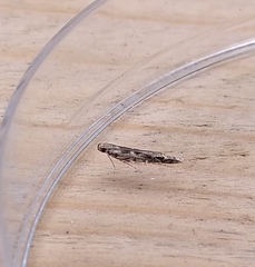 Batrachedra praeangusta