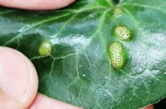 Puccinia asarina