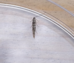 Batrachedra praeangusta