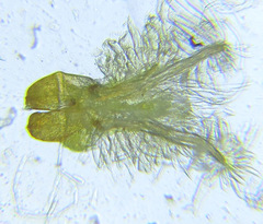 Cephalcia pallidula