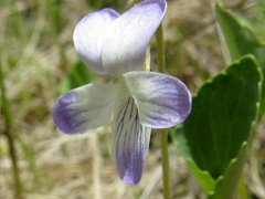 Viola nephrophylla