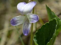 Viola nephrophylla