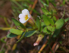 Gratiola sexdentata
