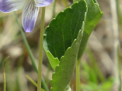 Viola nephrophylla