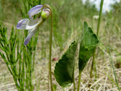 Viola nephrophylla