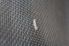 Culladia hastiferalis