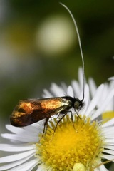 Nemophora fasciella
