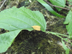 Sparganothis distincta