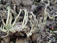 Cladonia deformis