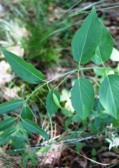 Vincetoxicum hirundinaria