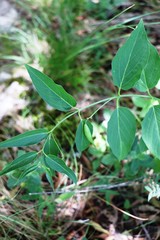 Vincetoxicum hirundinaria