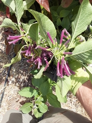 Iochroma