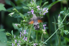 Macroglossum stellatarum