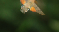 Macroglossum stellatarum