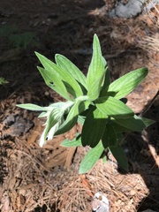 Lithospermum macromeria