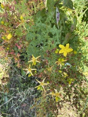 Hypericum perforatum