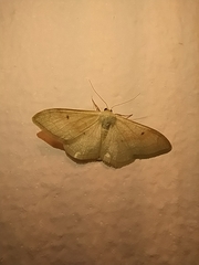 Idaea rubraria