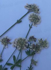 Dorycnium