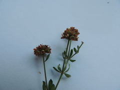 Dorycnium