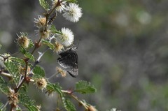 Cogia hippalus hippalus