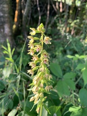 Epipactis dunensis