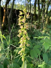 Epipactis dunensis