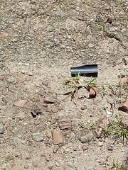 Diplacodes trivialis