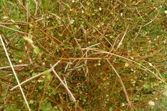 Melicytus flexuosus