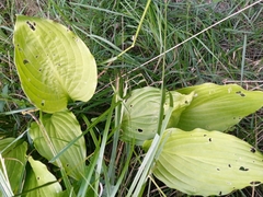 Hosta sieboldii