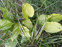 Hosta sieboldii
