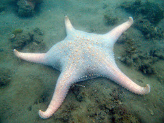 Pentaceraster gracilis