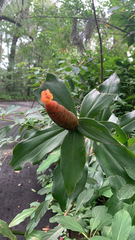 Costus woodsonii