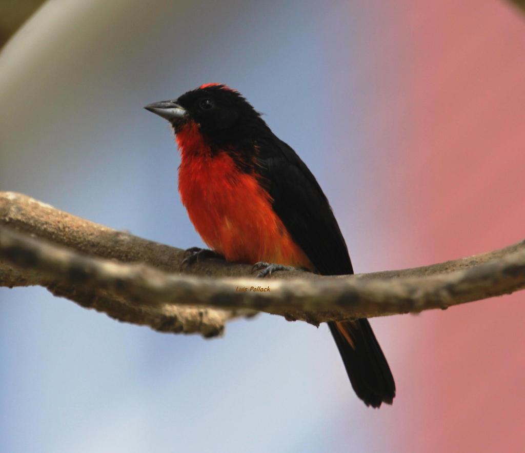 Crimson-breasted Finch photo