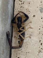 Centruroides fulvipes