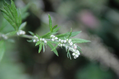 Artemisia vulgaris