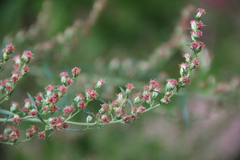 Artemisia vulgaris