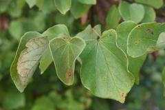 Cercis canadensis canadensis
