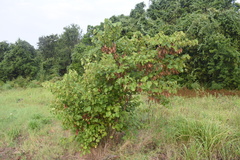 Cercis canadensis canadensis