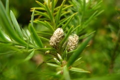 Podocarpus acutifolius