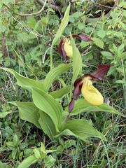 Cypripedium calceolus