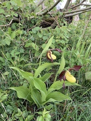 Cypripedium calceolus
