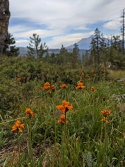 Raillardella pringlei