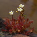 Spoonleaf Sundew - Photo (c) Andy Fyon, some rights reserved (CC BY-NC)