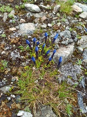 Gentiana bavarica subacaulis
