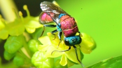Chrysura dichroa
